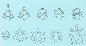 Book Review: Flowforms | Flower Essence Society