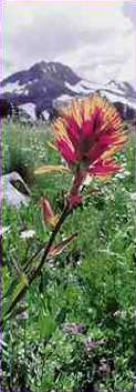 Indian Paintbrush