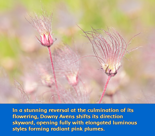 downy-avens-in-wind