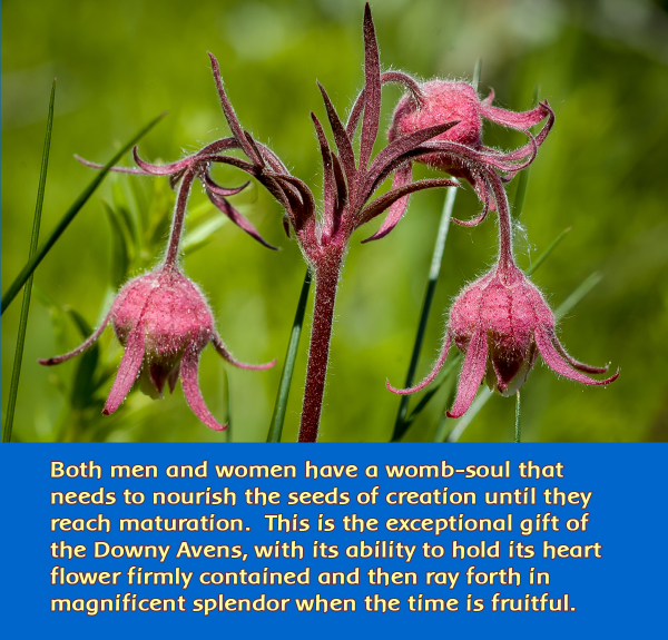 downy-avens-3