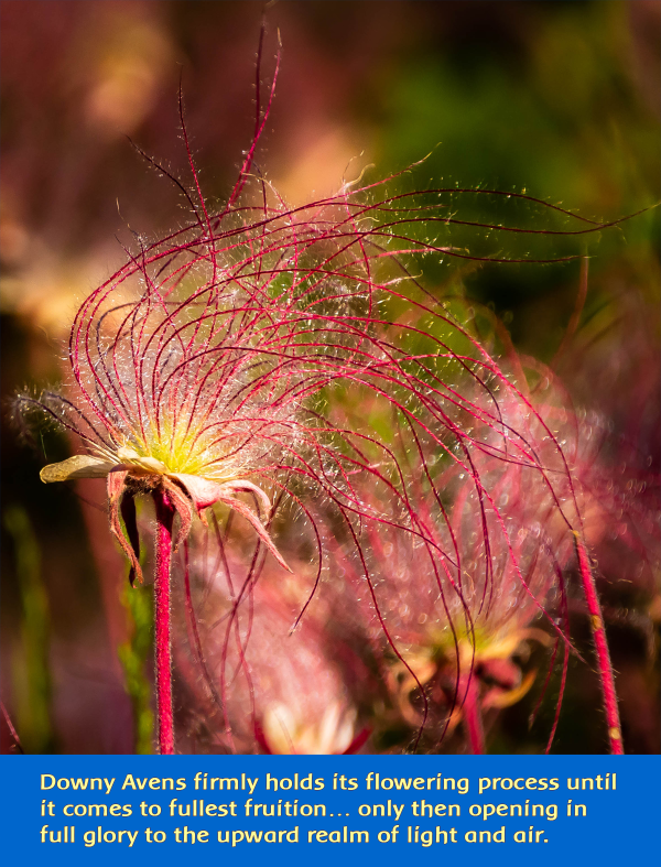 downy-avens-styles