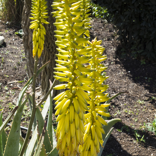 Aloe Vera