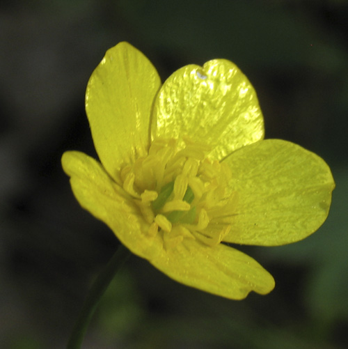 Buttercup