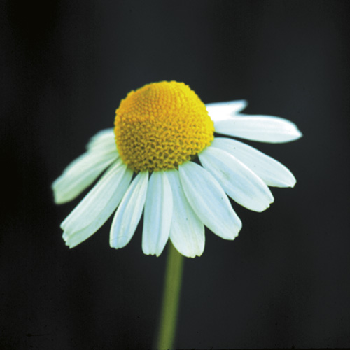 Chamomile
