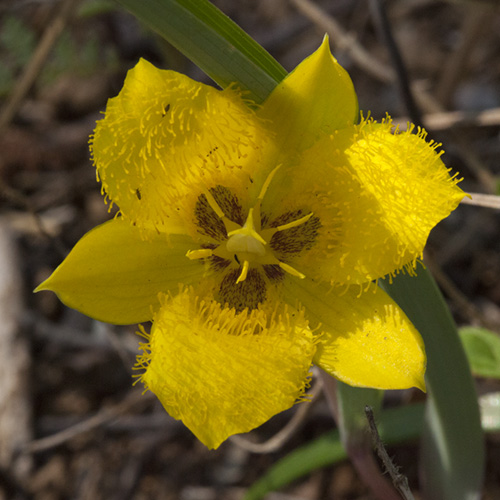 Yellow Star Tulip