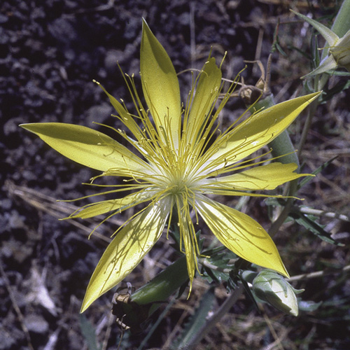 Blazing Star