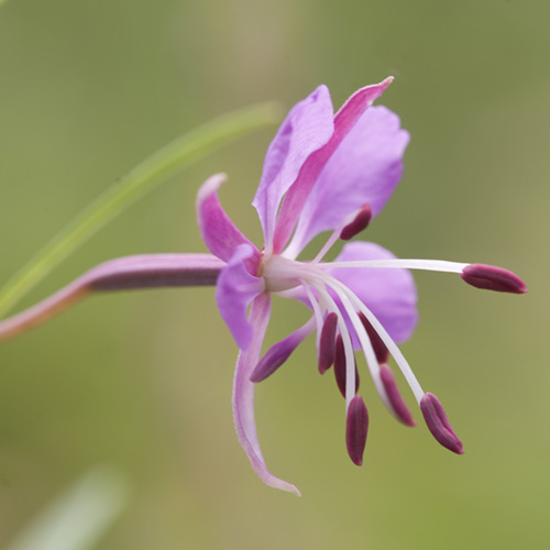 Fireweed