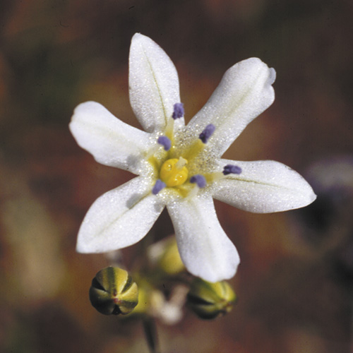 Glassy Hyacinth