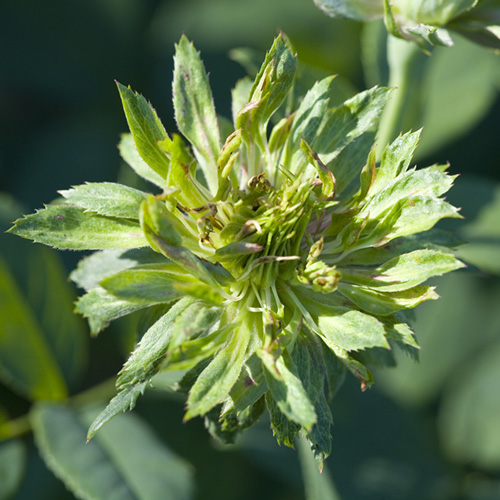 Green Rose
