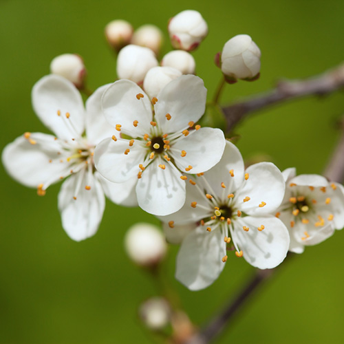 Cherry Plum