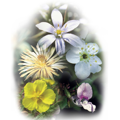 Five-Flower Formula