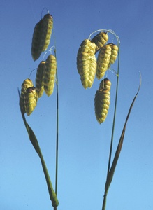 Quaking Grass
